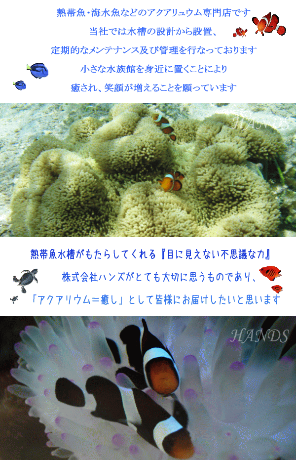 水槽レンタルの株式会社ハンズ ハタゴイソギンチャクとカクレクマノミと水槽