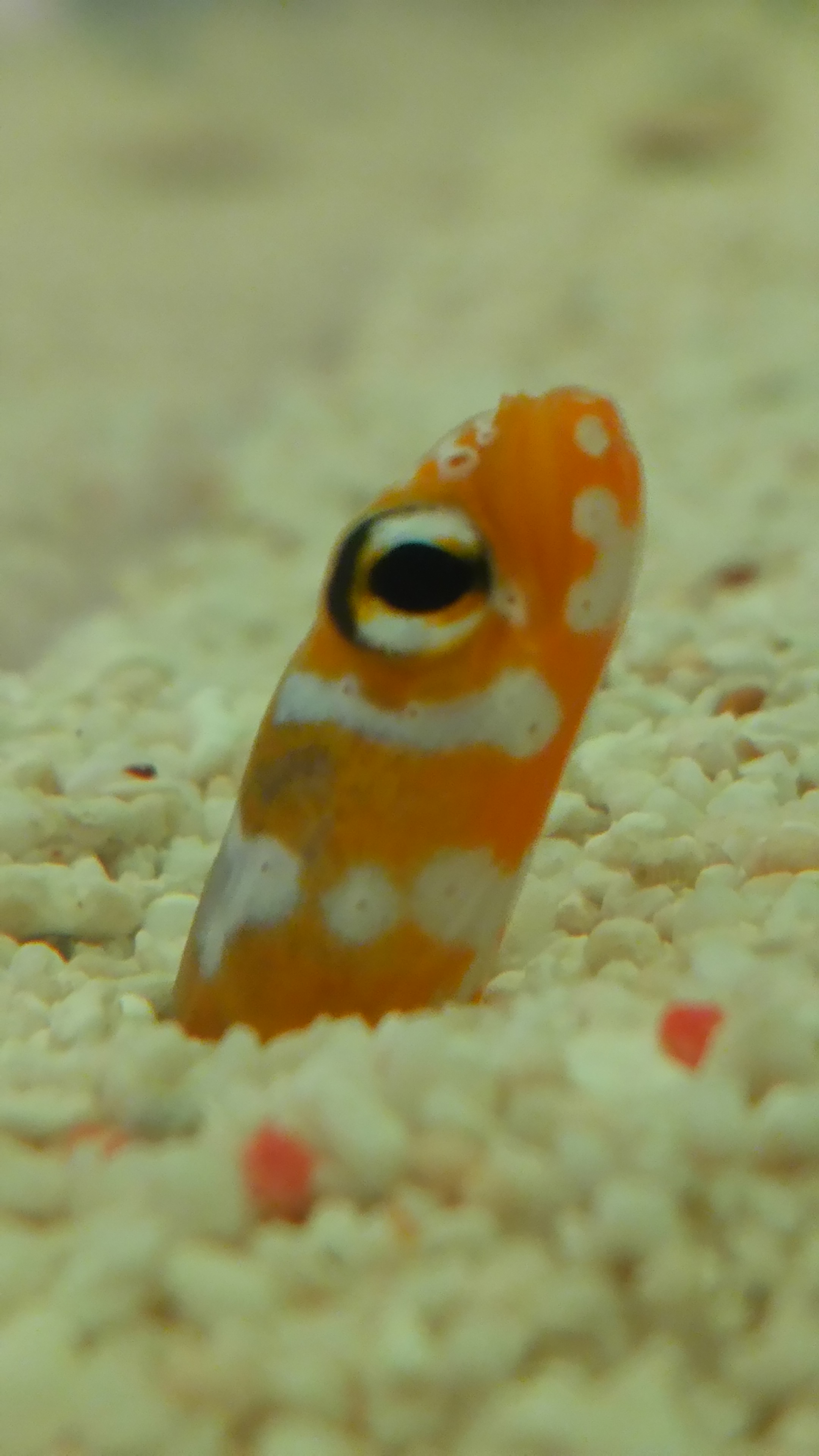 チンアナゴ水槽レンタル飼育とメンテナンス チンアナゴ水槽レンタル飼育とメンテナンス