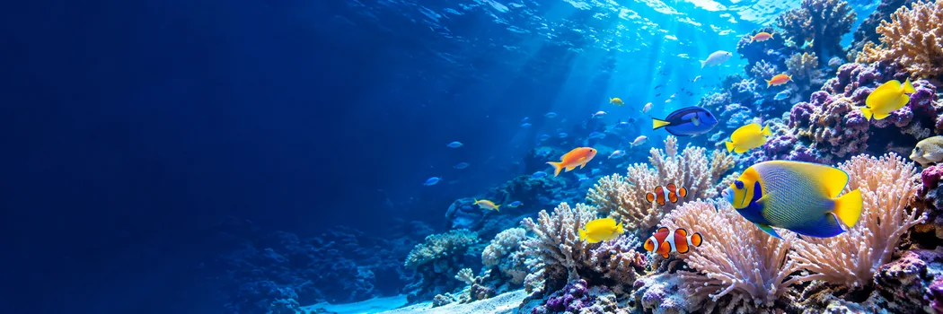 明るい青い海にサンゴや熱帯魚が広がる水中風景（イメージ）