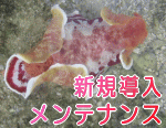 新規水槽メンテナンス