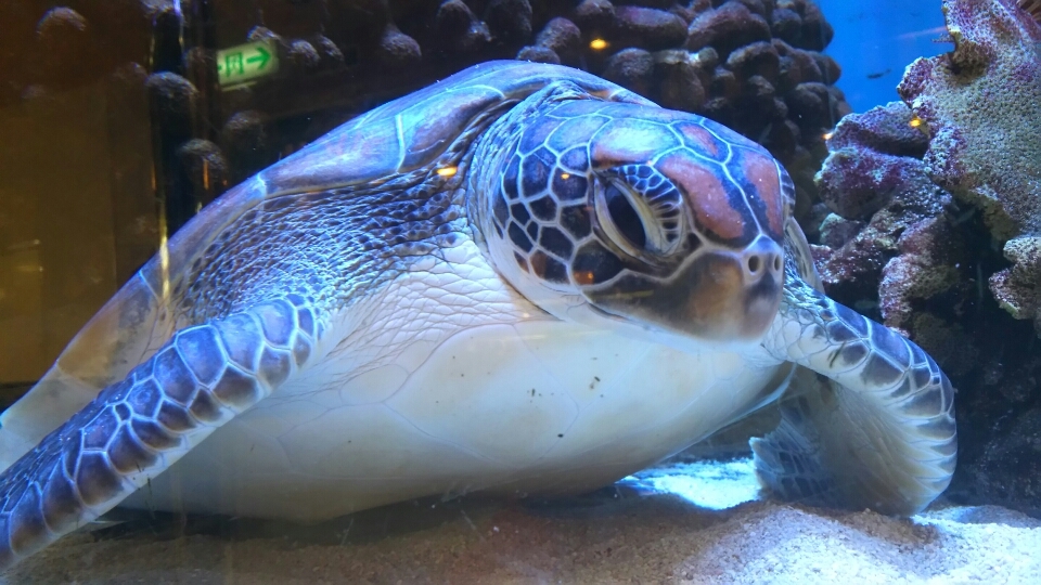 ウミガメ水槽のメンテナンス