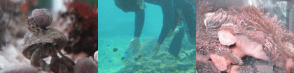 ヤドカリと水中とイソギンチャクの海水魚に珊瑚