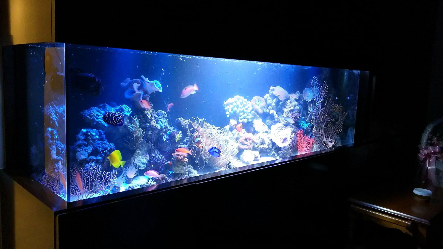 180cmサンゴ・海水魚水槽