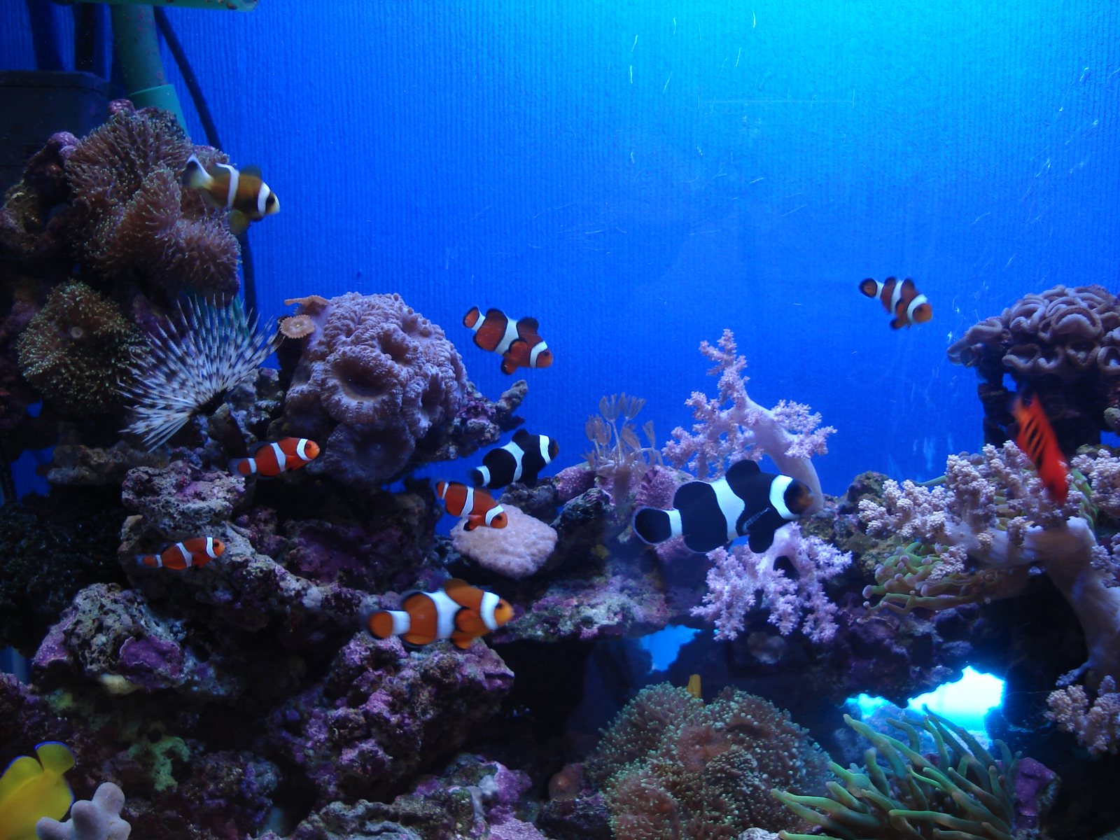 サンゴと海水魚の水槽