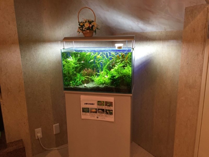 水草水槽